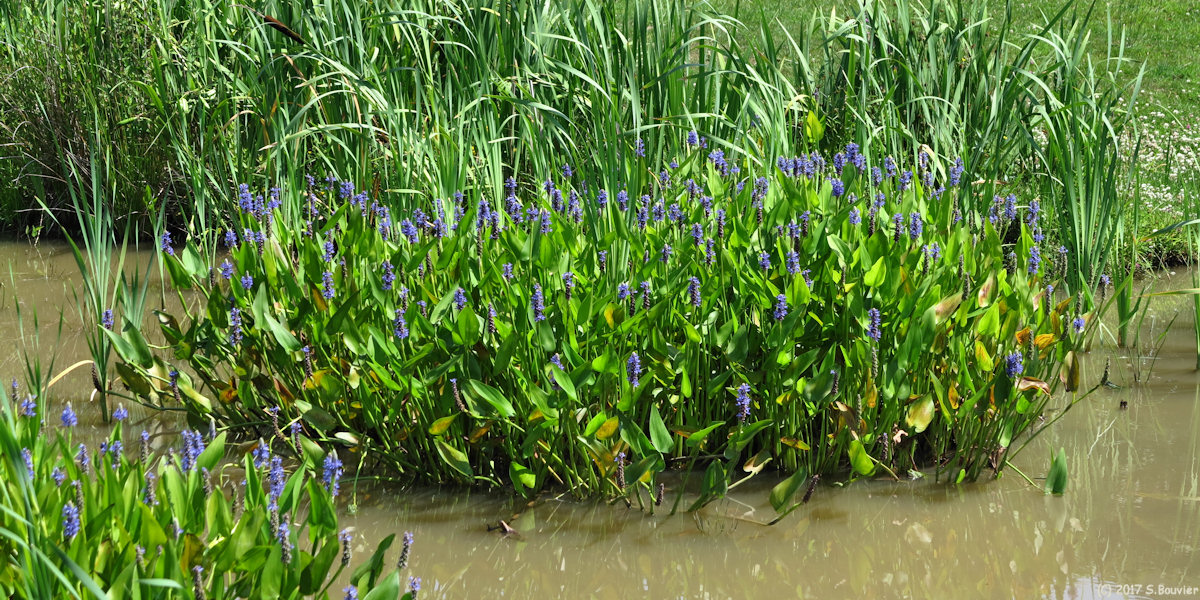 Saint Martin du Vivier (Plante aquatique)