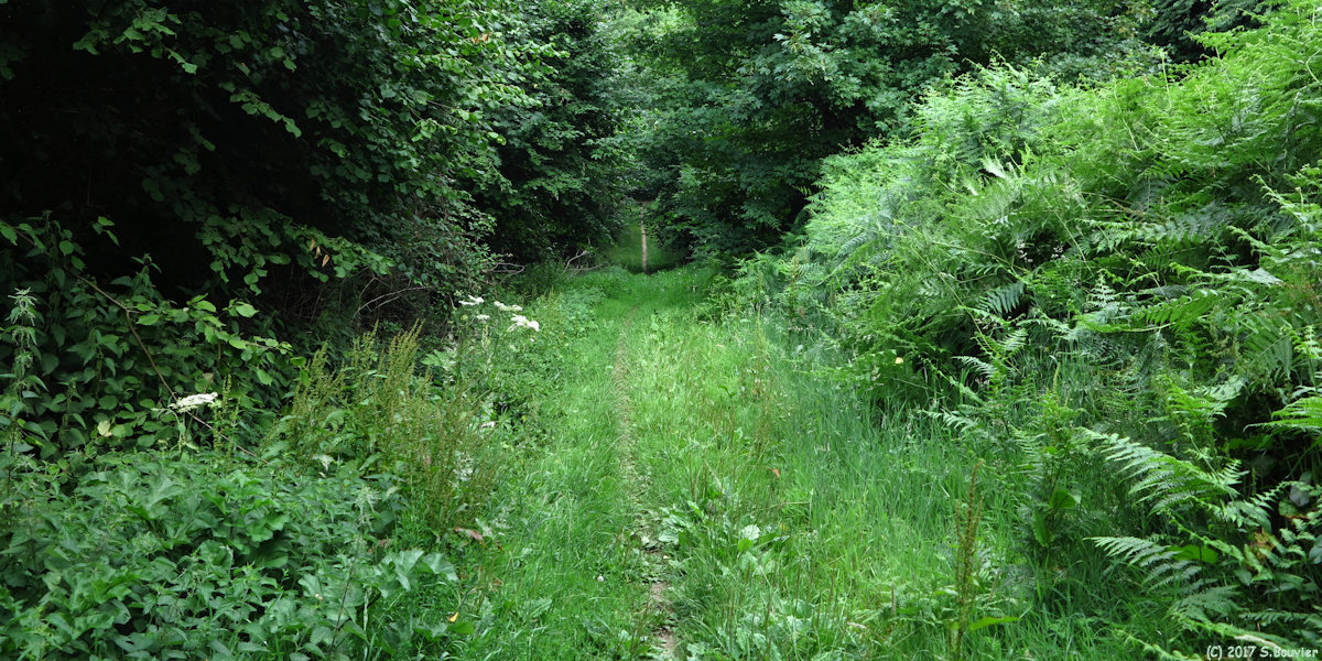 Saint Léger du Bourg Denis (Chemin)