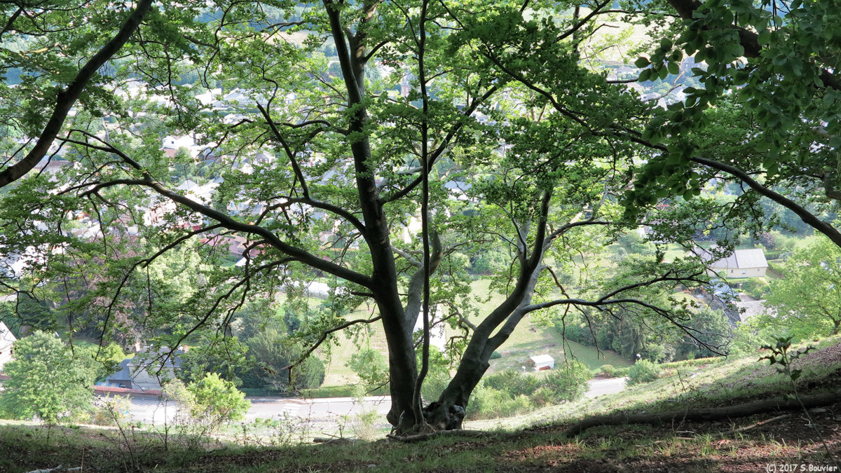 Saint Léger du Bourg Denis (Arbre)