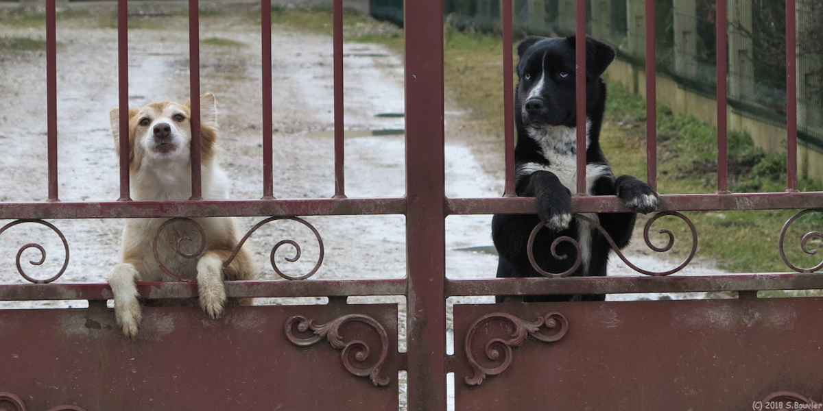 Gauville (Deux Chiens)