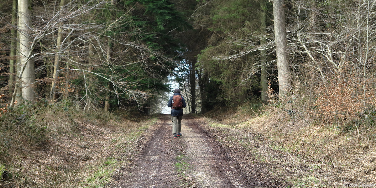 Incheville (Route forestière)
