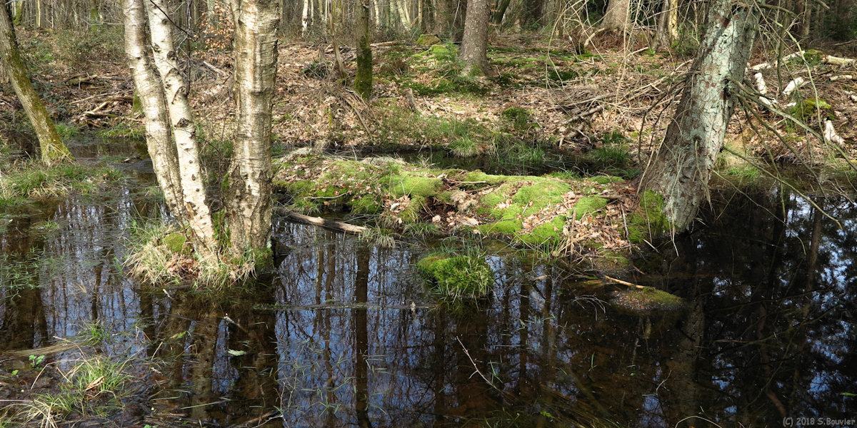 Ponts et Marais (Mare)
