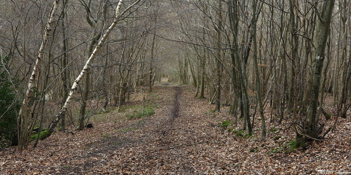 Ponts et Marais (Chemin)