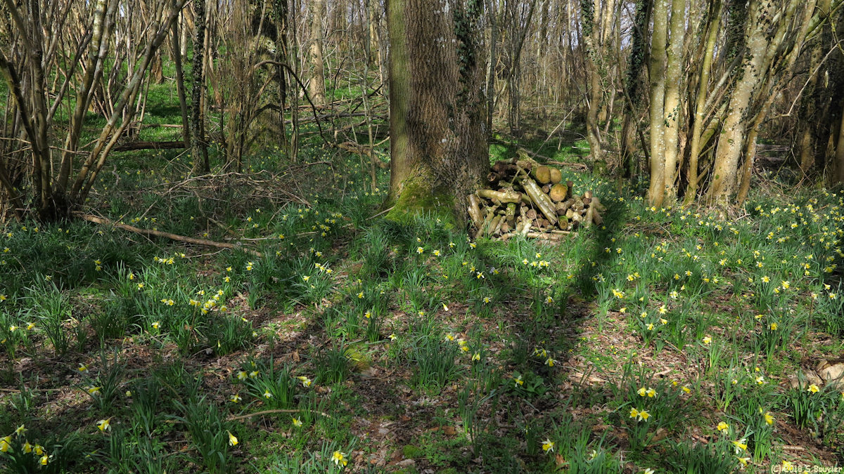 Bourdainville (Jonquilles)