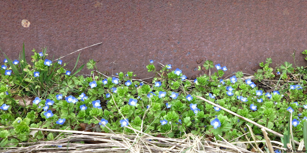 Bourdainville (Myosotis)