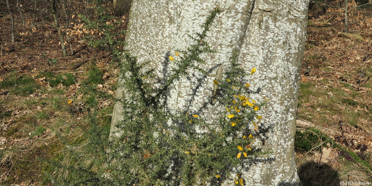 Val de Saâne (Ajonc)
