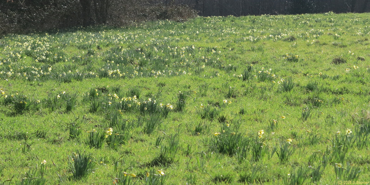 Val de Saâne (Jonquilles 2)