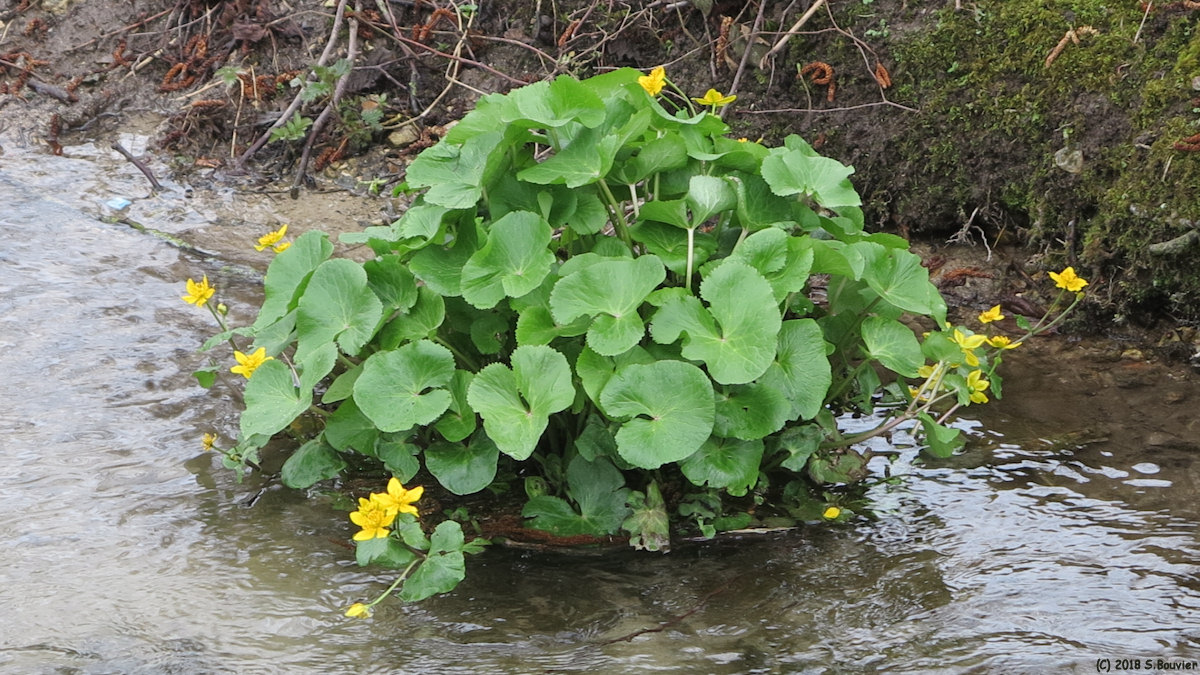 Dancourt (Plante aquatique)