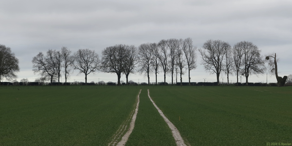 Fresnoy-Folny (Arbres)