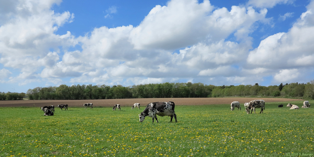 Grémonville (Vaches)