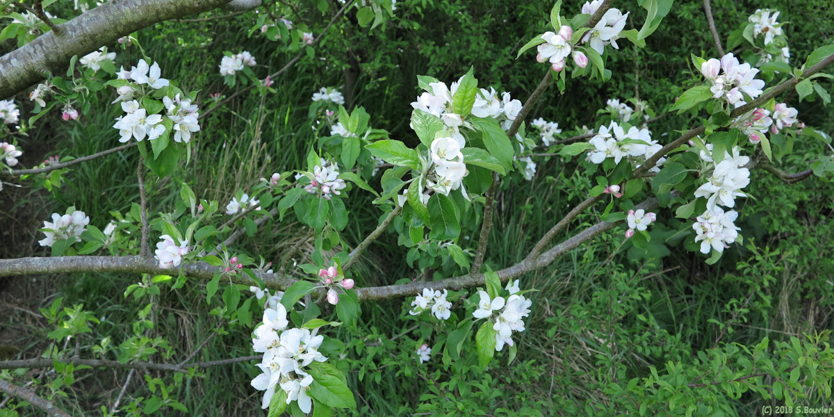 Nesle Normandeuse (Pommier en Fleur)