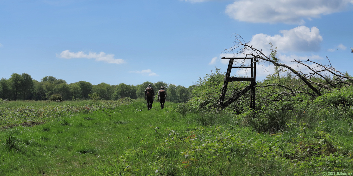 Forêt d'Eu (Chemin 1)