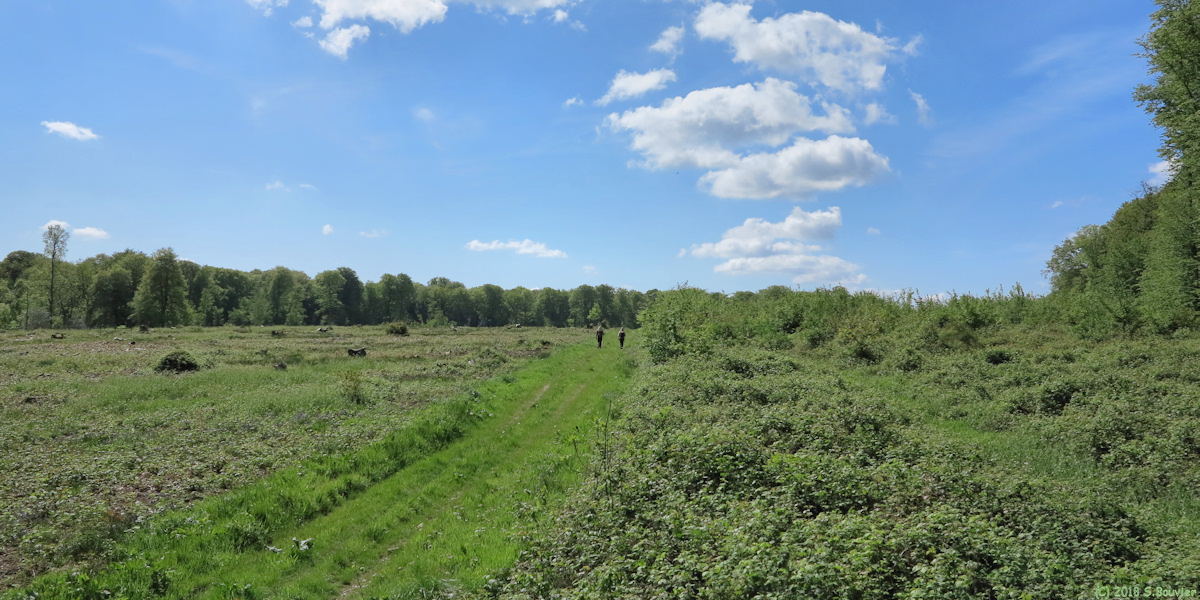 Forêt d'Eu (Chemin 2)