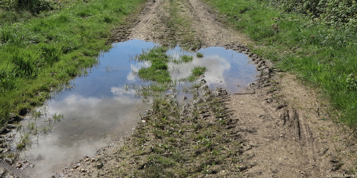 Forêt d'Eu (Reflet)