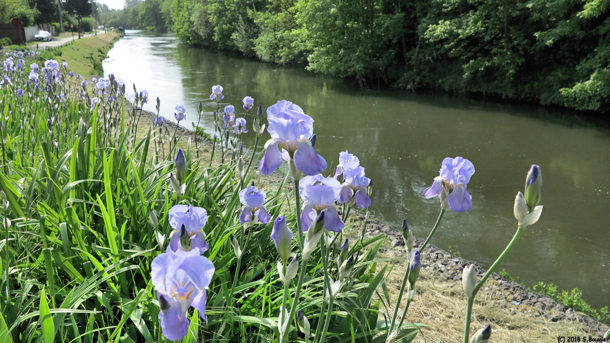 Pont-Remy (Iris 1)