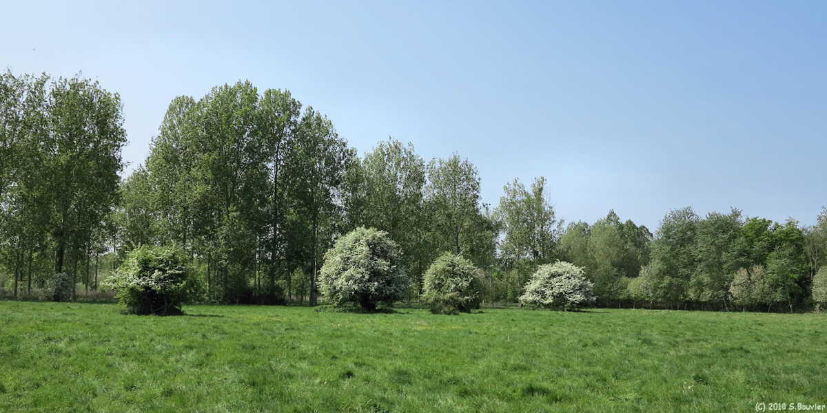 Fontaine sur Somme (Arbres)