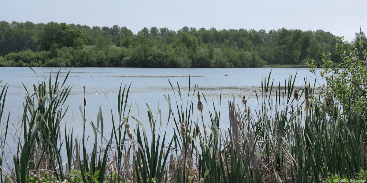 Fontaine sur Somme (Etang 1)