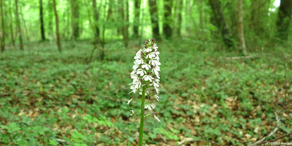 Airaines (Orchys Pourpre)