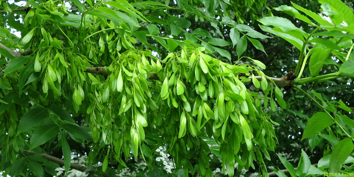 Airaines (Akènes)