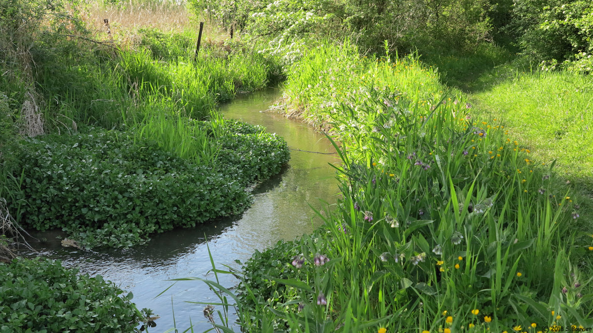 Eaucourt sur Somme (Rivière de Bellifontaine 2)