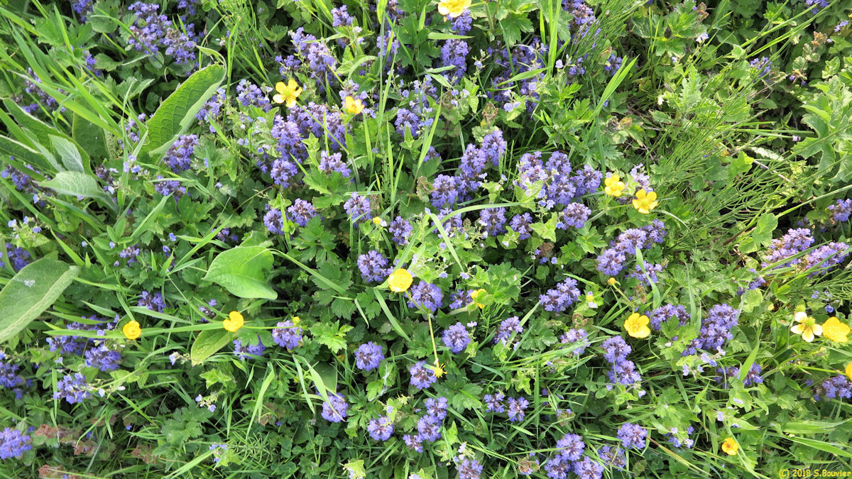 Eaucourt sur Somme (Fleurs)