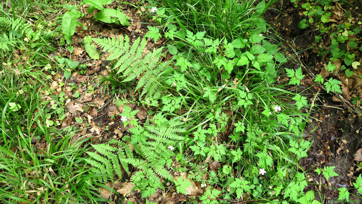 Forêt d'Eu (Fougère, Géranium)