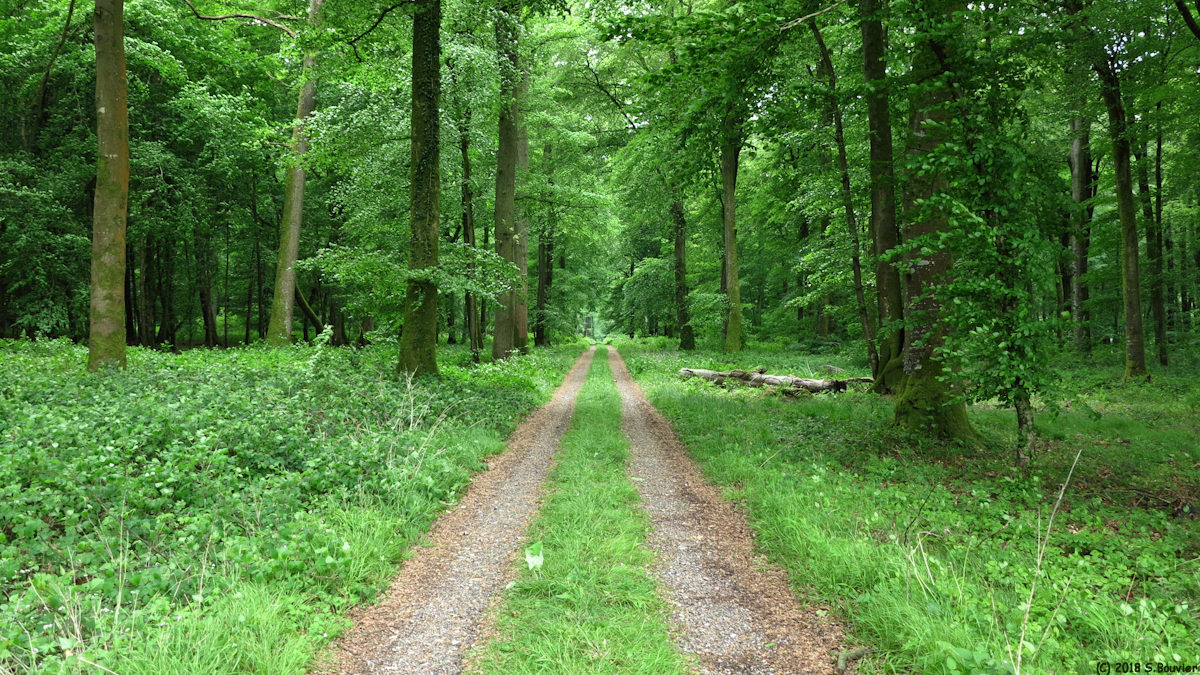 Forêt d'Eu (Chemin 3)