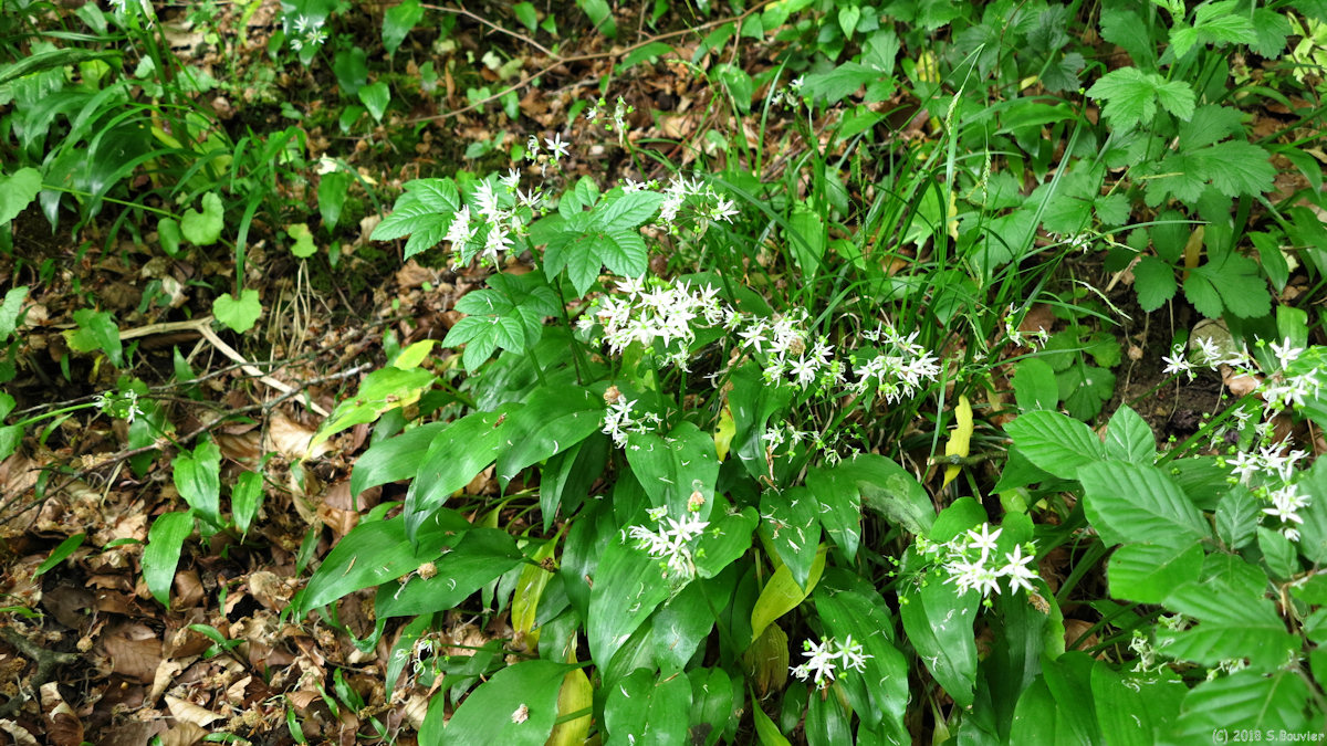 Forêt d'Eu (Ail des Ours)