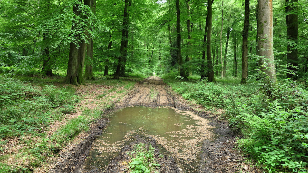 Forêt d'Eu (Chemin 1)