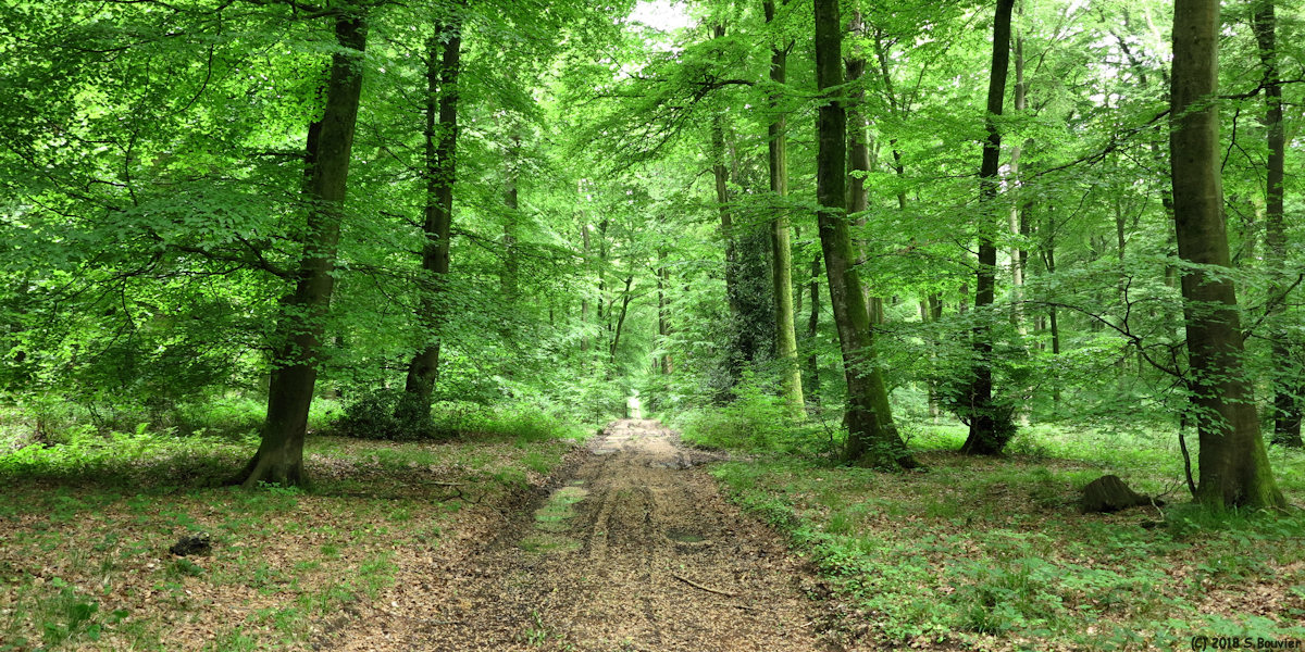 Forêt d'Eu (Chemin 2)