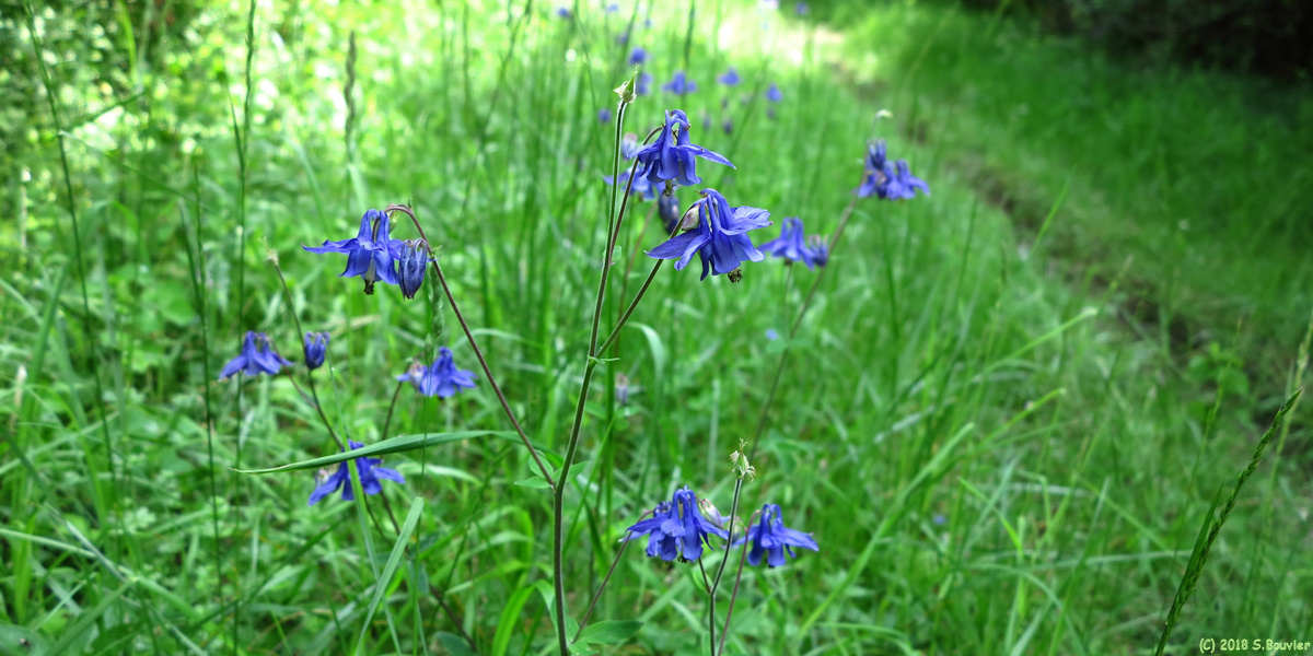 Forêt d'Eu (Ancolie Commune)