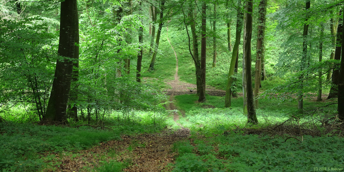 Forêt d'Eu (Chemin 3)