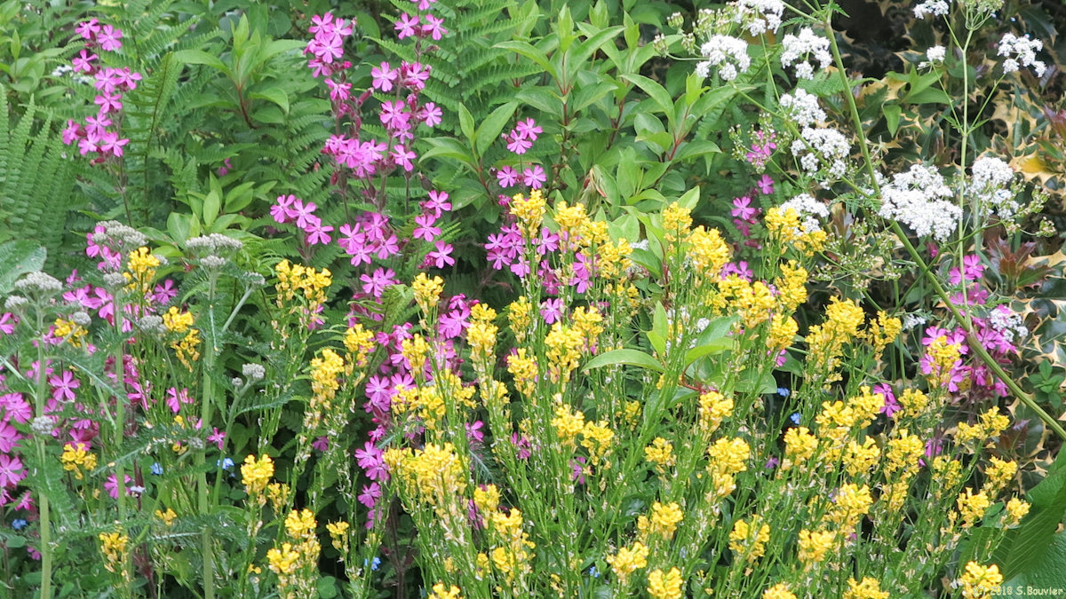Anvéville (Fleurs)
