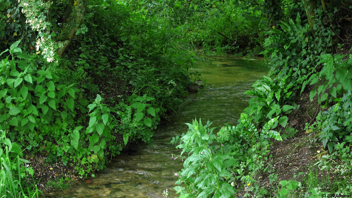 Héricourt en Caux (Ruisseau 1)