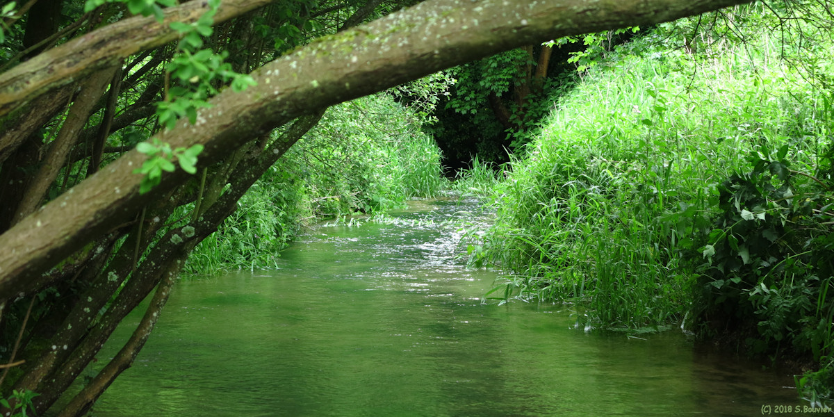 Héricourt en Caux (Ruisseau 2)