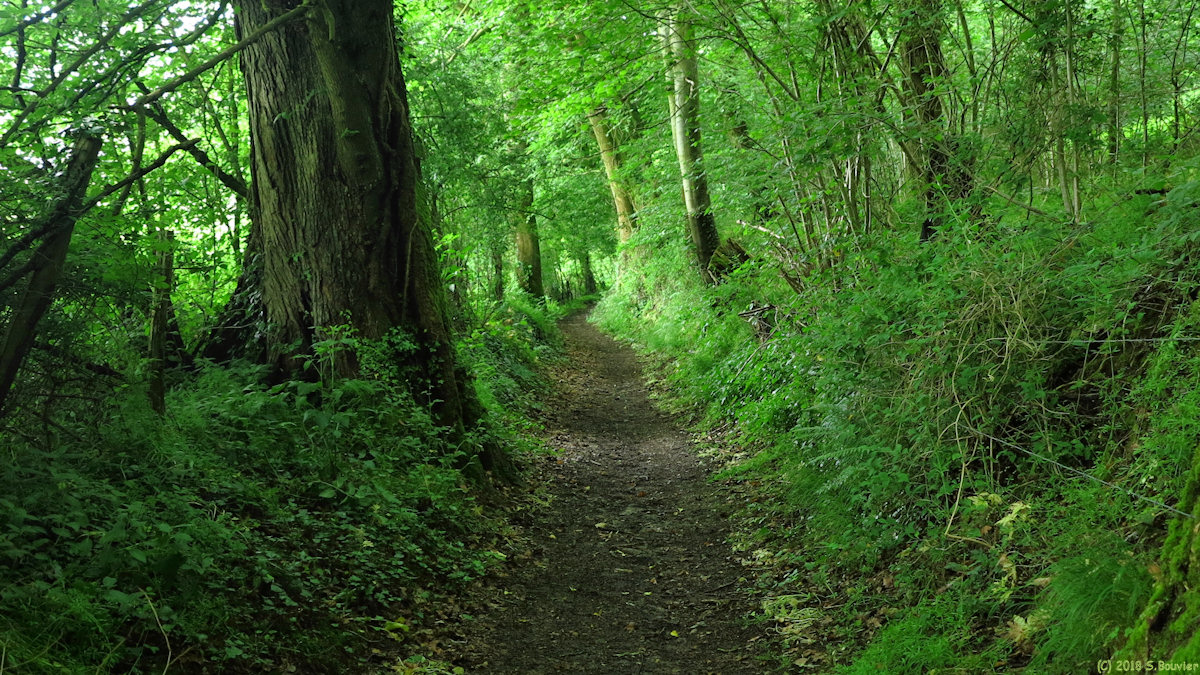 Héricourt en Caux (Chemin)