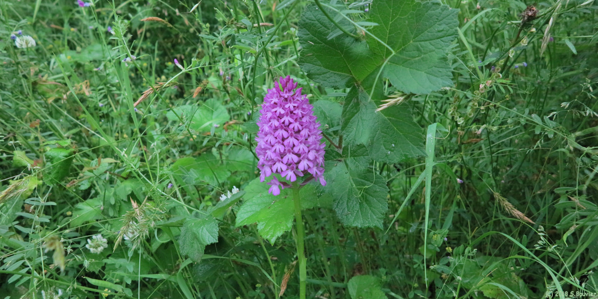 Thiouville (Orchidée)