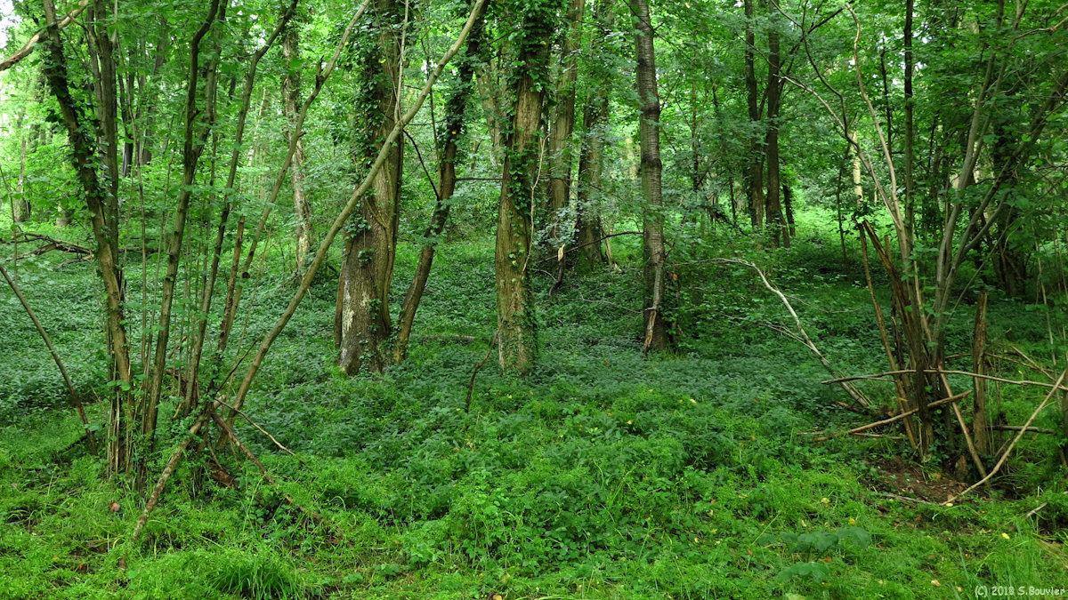 Rocquefort (Bois)