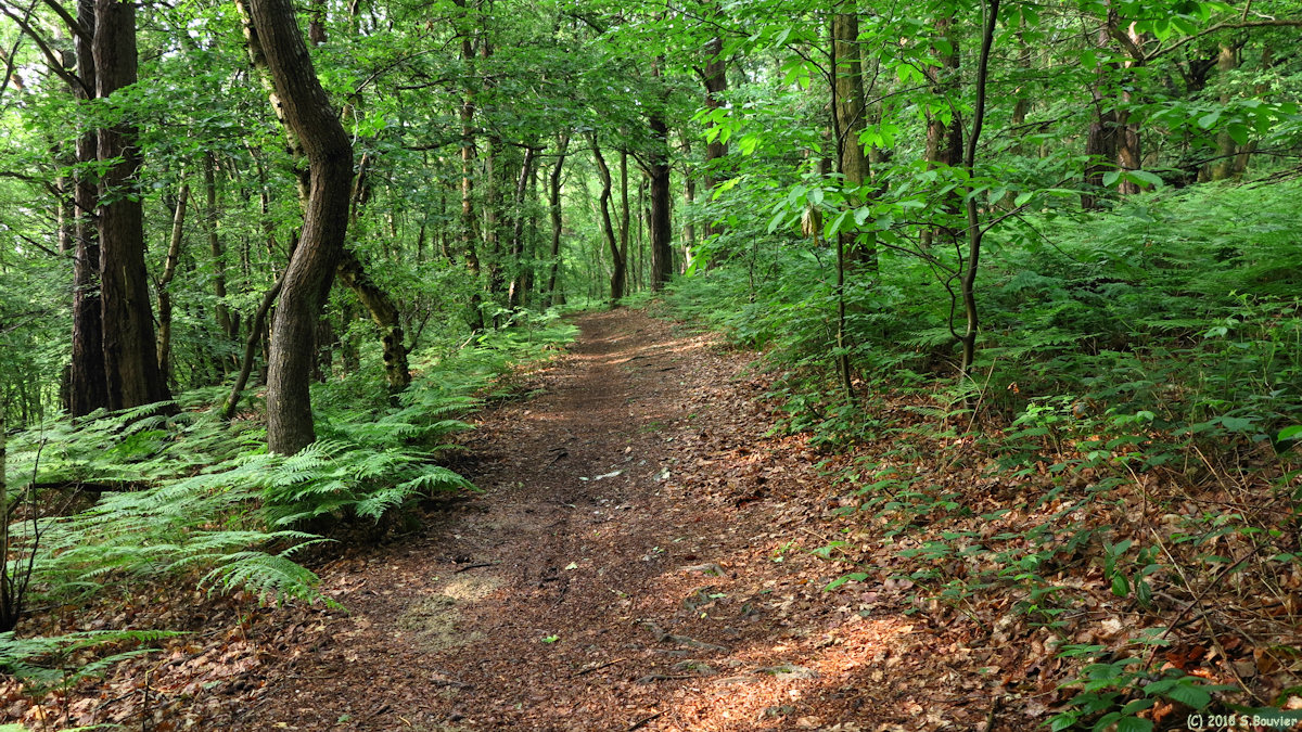 Héricourt en Caux (Chemin 3)