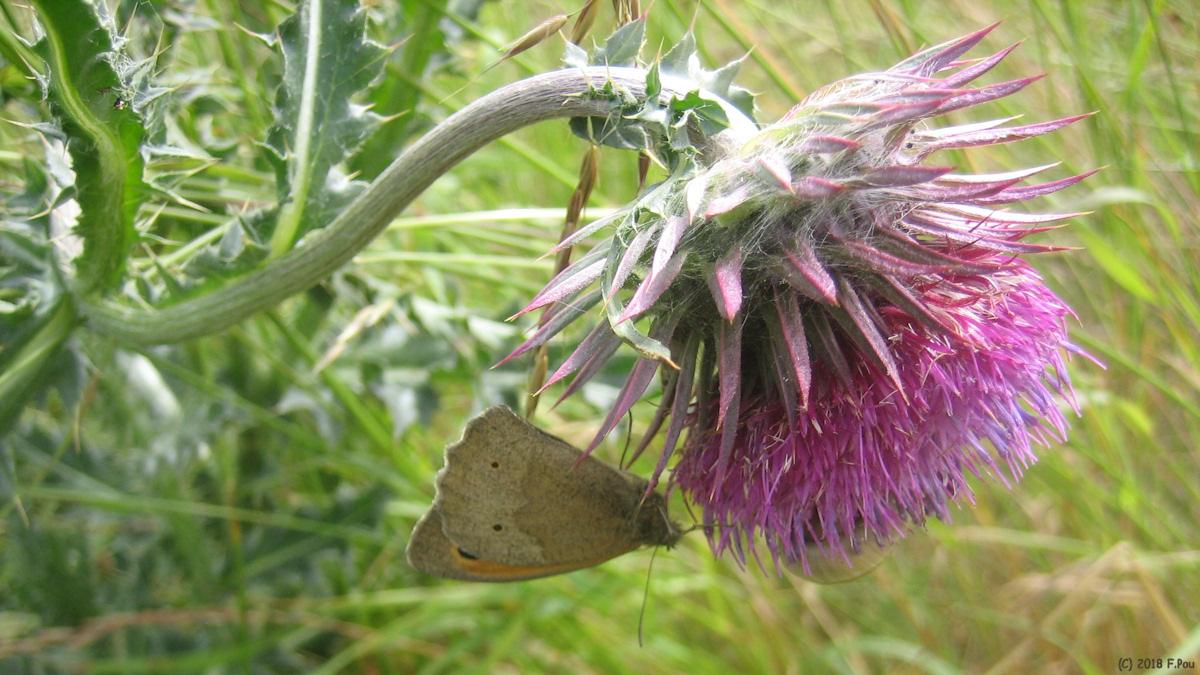Quend (Papillon)