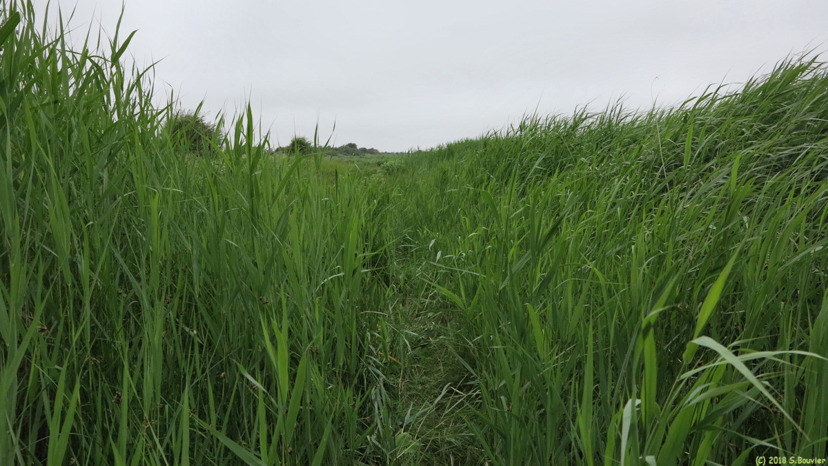 Quend (Sentier 2)