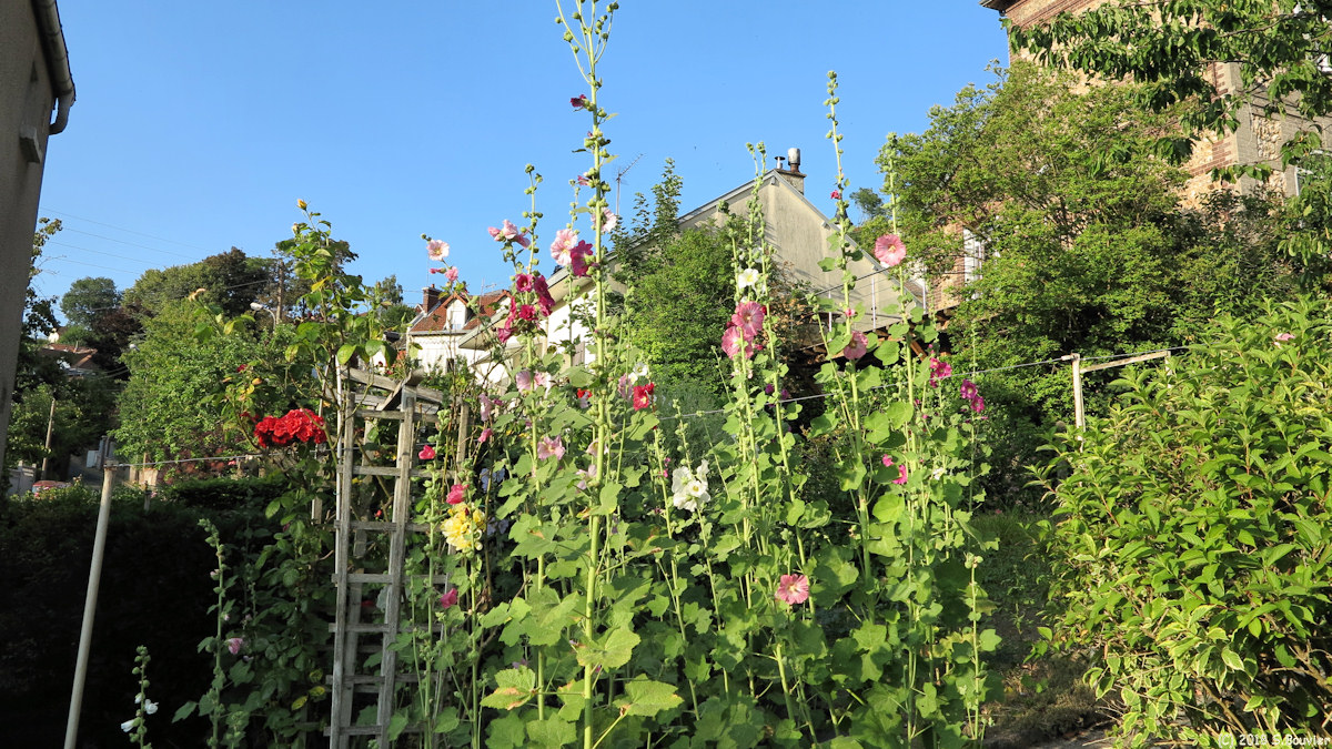 Bois-Guillaume (Roses trémières)