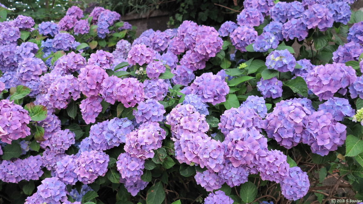 Mont Saint Aignan (Hortensias)