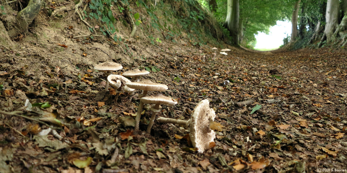 Bermonville (Champignons)