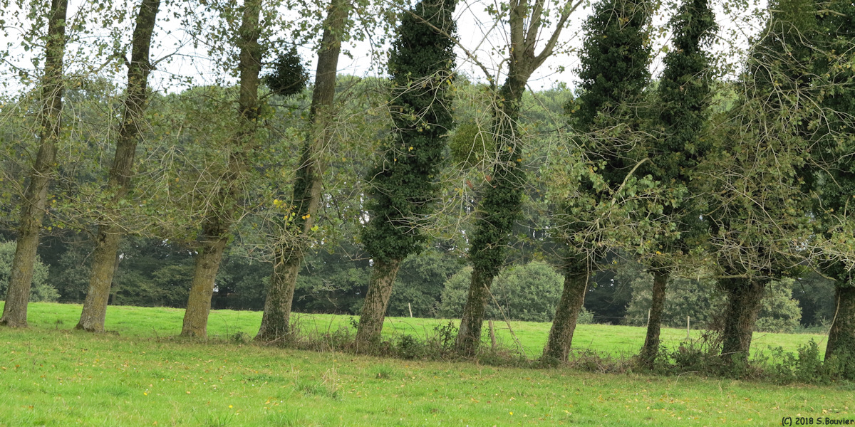 Envronville (Arbres inclinés)