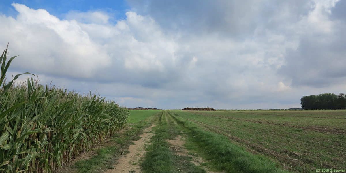 Fauville en Caux (Chemin)
