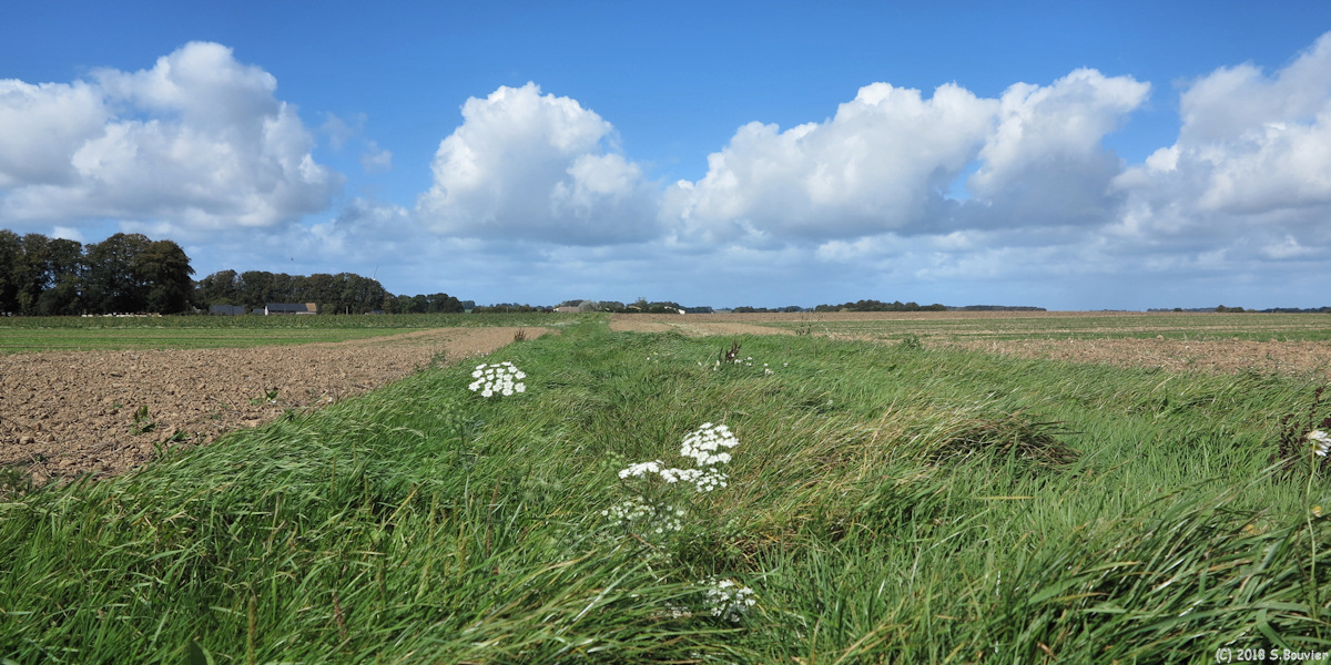 Fauville en Caux (Chemin)
