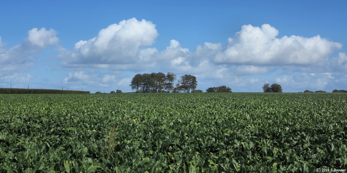 Fauville en Caux (Plaine)