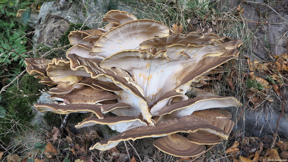 Hattenville (Champignons)