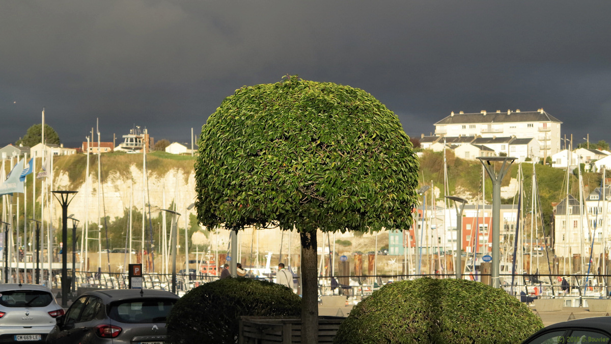 Dieppe (Arbre)